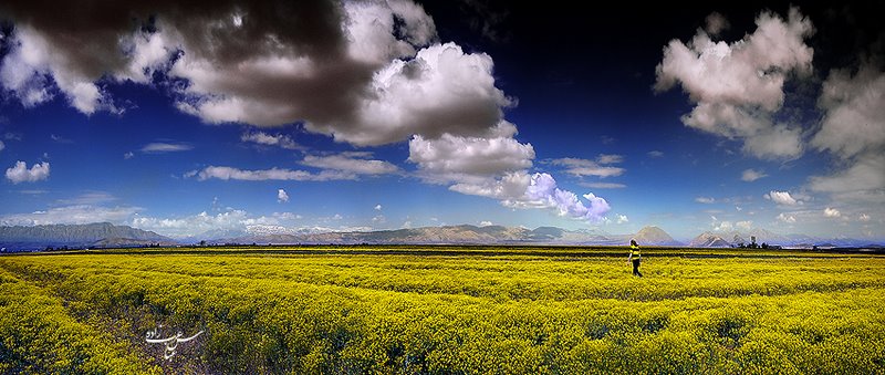 ایران شناسی