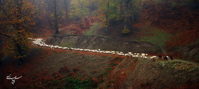 ایران شناسی