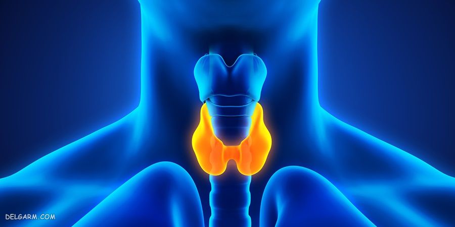 Thyroid / مهمترین علائم پرکاری تیروئید / علت پرکاری تیروئید / داروی پرکاری تیروئید / پرکاری تیروئید / درمان پرکاری تیروئید / 