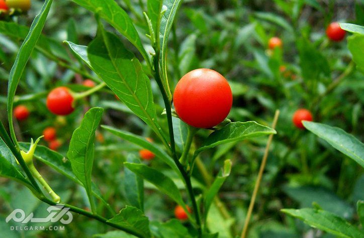 تغذیه مناسب برای افزایش متابولیسم بدن