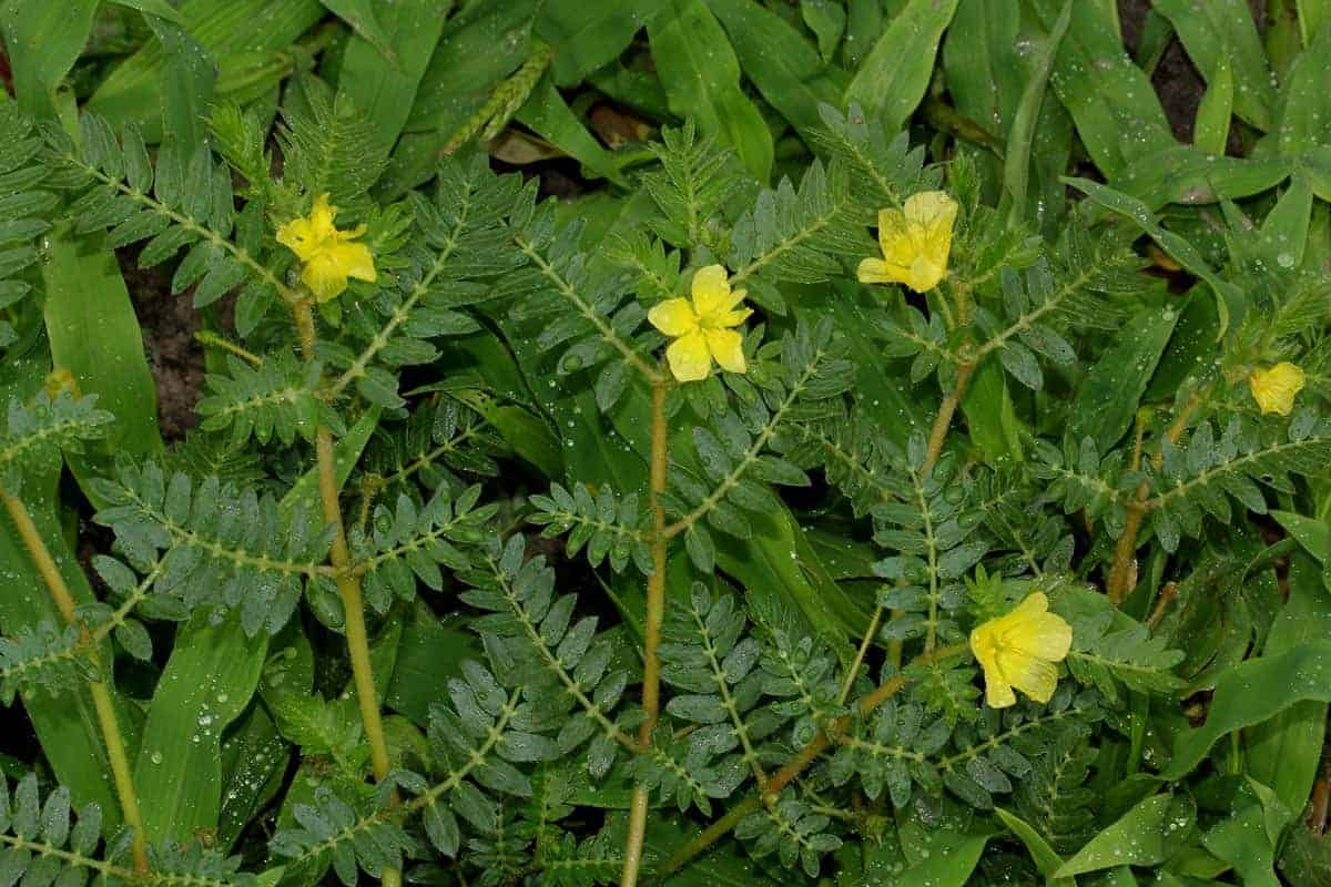 تولید مثل Tribulus terrestris