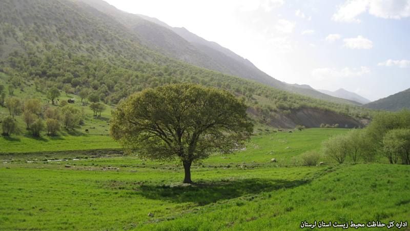 سنجاب ایرانی، باغبان زاگرس نامیده شد 