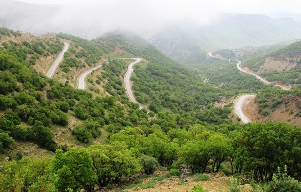 سنجاب ایرانی، باغبان زاگرس نامیده شد 