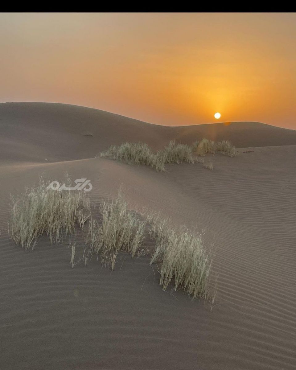 بازیگر / شبنم فرشادجو