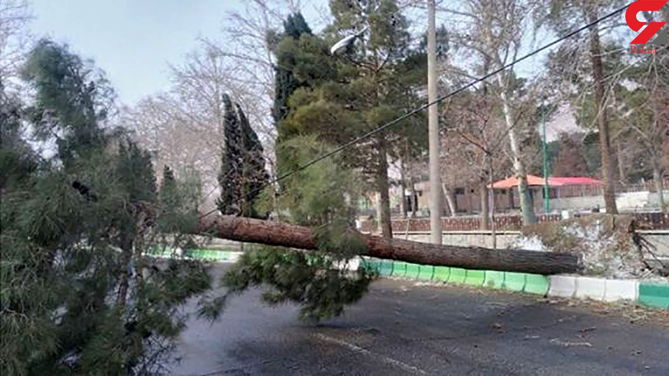 سقوط مرگبار درخت روی پراید در اصفهان / راننده در دم جان باخت