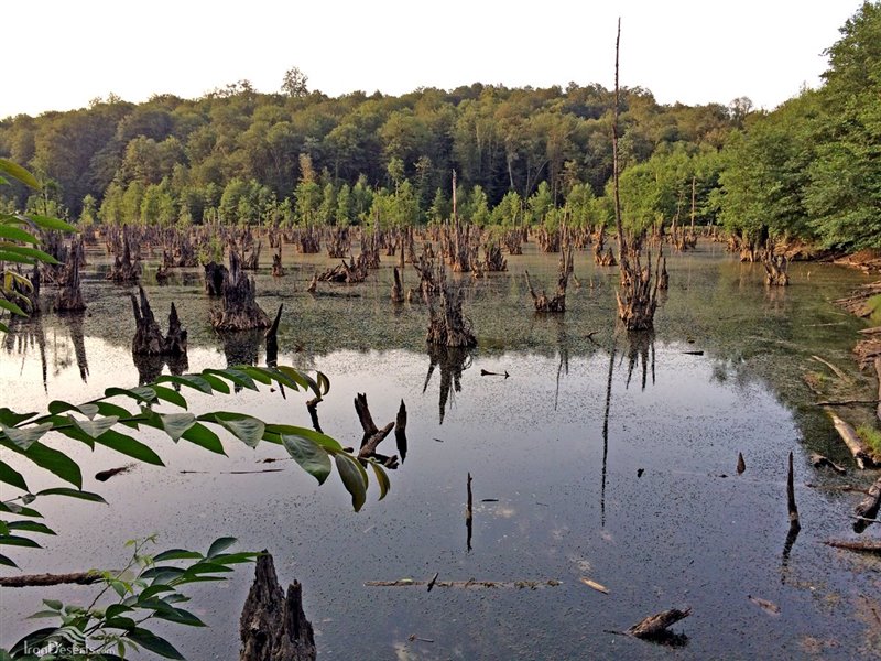 دریاچه ای وحشتناک در میان جنگل های مازندران