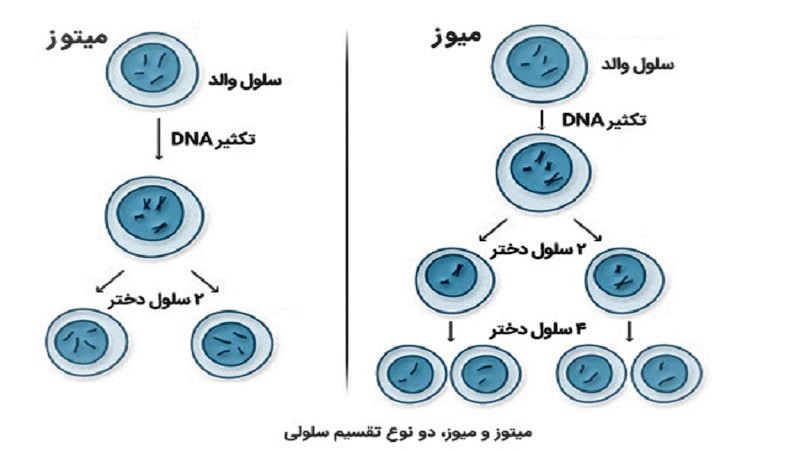 ایا در تقسیم میتوز تعداد کروموزوم ها تغییر میکند