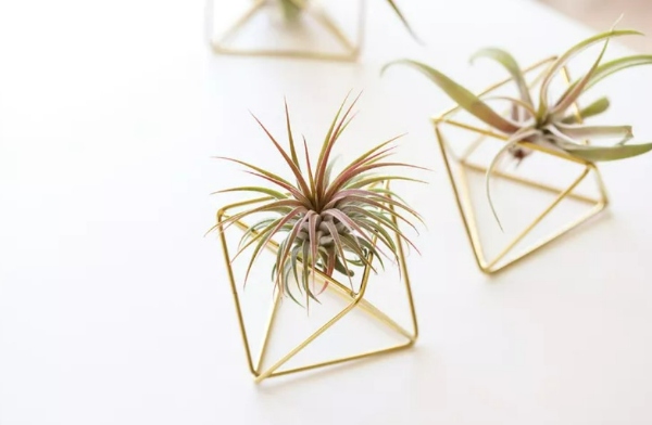 گیاهان هوازی (air plants)