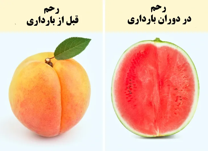 حقایقی درباره بارداری که نمی دانستید!