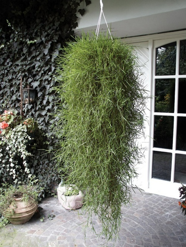 گیاهان آپارتمانی شبیه به موی سر