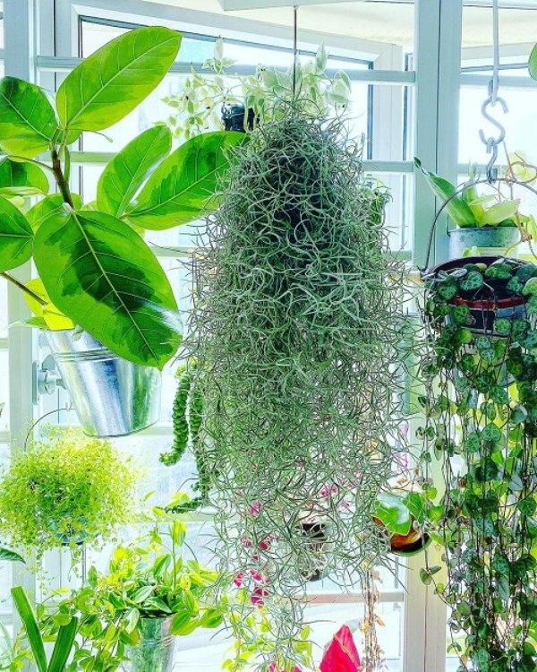 گیاهان آپارتمانی شبیه به موی سر