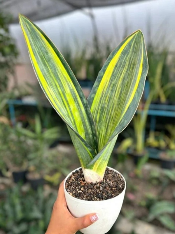 Variegated Whale Fin سانسوریا